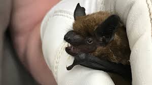 Hundreds flock to see migratory bats under I-80 Causeway | abc10.com