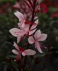 Image result for Oenothera lindheimeri