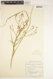 Image result for Rhynchosia goetzei