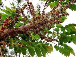 Image result for Phyllanthus graminicola