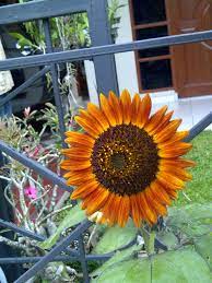 Karakteristik khas bunga matahari jenis giant sun gold adalah bentuk bunganya. Oktober 2013 Ayo Berkebun Di Sekitar Rumah