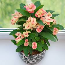 Image result for Euphorbia transvaalensis