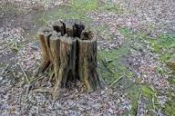 Episode 33: Stumped By A Tree Stump