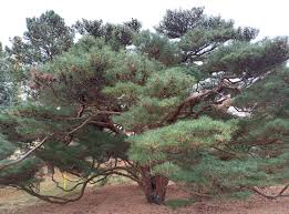 Image result for Hunteria densiflora