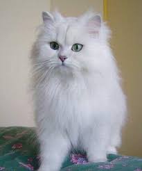 Tiffany Chantilly Kedi Sahiplendirme Ucretsiz Kedi Sahiplendirme