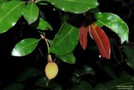 Image result for Vitellariopsis