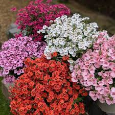 Image result for Diascia