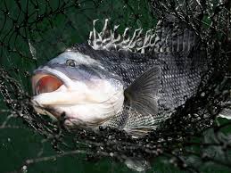 images?q=tbn:ANd9GcRAdqashjv6YgYTGdDfiNt