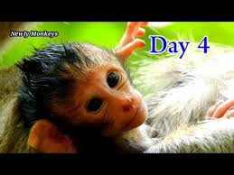 Calvin baby monkey (Abandon) 15.04.2020