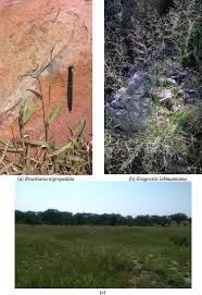 Image result for Eragrostis humidicola
