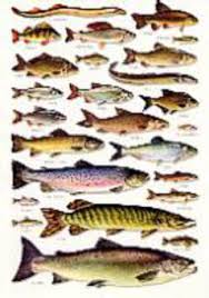 Books On British Freshwater Fish British Freshwater Fishes