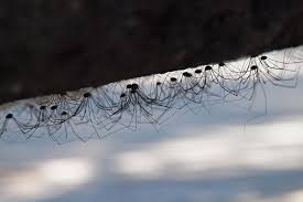 Daddy long legs, more accurately called harvestmen, are a group of arachnids that look a lot like spiders. Are Daddy Longlegs Really The Most Venomous Spiders In The World Live Science