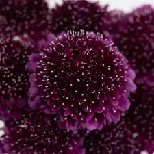 Image result for Scabiosa
