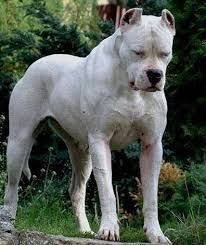 Results Images For Dogo Argentino Dorian Cebret Kopek Turleri Pitbull Ev Kopekleri