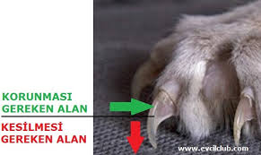 Hayatimizin Nesesi Olan Kediler Kediler Hakkinda Bilmeniz Gereken Her Sey