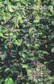 Check spelling or type a new query. Picture And Description Of Clematis Heracleifolia China Purple