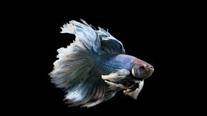 Yuk, simak rekomendasi makanan ikan cupang terbaik pada artikel ini! 6 Cara Merawat Ikan Cupang Lakukan Dengan Benar Hot Liputan6 Com