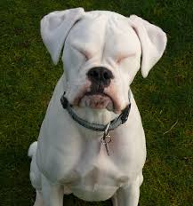 35 Beautiful White Boxer Dog Pictures