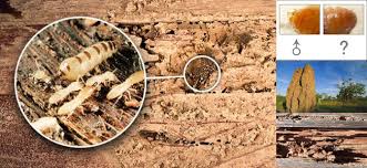 From large government accounts to the smallest mom and pop business hampton roads termite and pest control inc. Termite Control