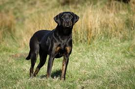 Image result for Dobera