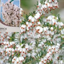 Image result for Erica wildii