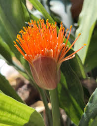 Image result for Scadoxus membranaceus