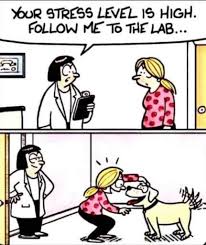 Your Stress Level Is High Follow Me To The Lab Meme Ahseeit