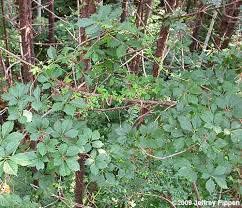 It drops its leaves in the winter and grows explosively in the spring. Parthenocissus Virginia Creeper