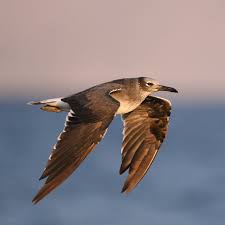 Lionel Xavier (@lionel.xavier.988) • Facebook