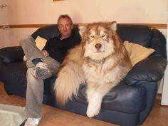 Alaskan malamutes are intense, active dogs but great family companions. Die 48 Besten Ideen Zu Giant Alaskan Malamute In 2021 Hunde Tiere Schlittenhunde