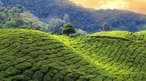 Workers pick tea leaves at a plantation in nandi hills, in kenya's highlands region west of capital nairobi, november 5, 2014. Kenya The Most Successful Tea Growing Region In Africa Topictea