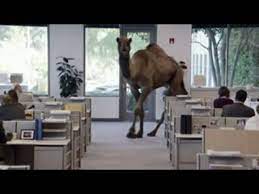 A man in chikhaldara, india can't control the camel he's riding on june 2 and topples over, reminding all of us of our hump day struggles. Pin On Hilarious