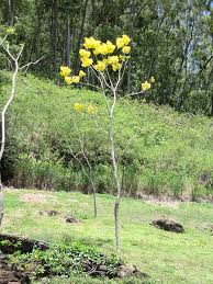 Image result for Nelsonia smithii