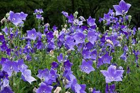 They will need a lot of sun, especially in the north, and to be watered on a regular basis. How To Grow And Care For Balloon Flowers Gardener S Path