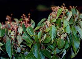 Image result for Macaranga schweinfurthii