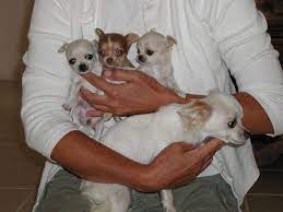 14 Signs You Are A Crazy Chihuahua Person Baby Dogs Chihuahua Love Chihuahua Puppies