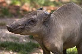 Babyrussa beruensis was described as an extinct, pleistocene subspecies from. Sulawesi Babirusa Photos Free Royalty Free Stock Photos From Dreamstime