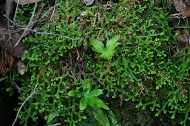 Image result for Selaginella molliceps