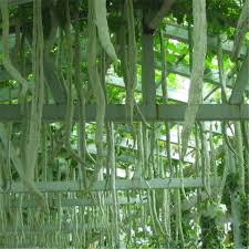 Potlakaya is very beneficial and is also considered as a healing recipe card for potlakaya chutney recipe | snake gourd chutney recipe Snake Gourd Photos Images Pictures On Alibaba