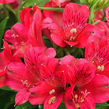 Alstroemeria Inca Bandit Peruvian Lily Princess Lily Lily Of The Incas Flower Seeds Bonsai Flower Alstroemeria