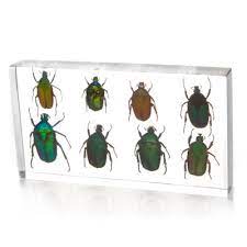 Flower Chafers In Resin The Bright Green Chafer Beetles Are Among Our Most Popular Items And This Is A Love Nature Inspired Home Resin Diy Nature Inspiration
