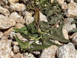 Image result for Aristolochia hockii