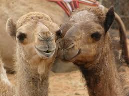 Alzheimer's test ~ find the camel in the picture puzzle find the camel in the picture puzzle. Mers Coronavirus Can Be Transmitted From Camel To Man
