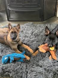 Maybe you would like to learn more about one of these? Puppy Pandemic Families Who Recently Added Furry Friends Capital District Moms