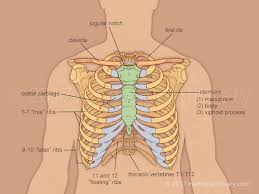 In vertebrate anatomy, ribs (latin: Rib Anatomy Numbers Anatomy Drawing Diagram
