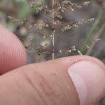 Image result for Sporobolus coromandelianus