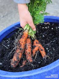 Amending the soil with mature so that it is fertile is great before planting vegetables. Growing Carrots In Containers An Easy Way To Grow Carrots Anywhere