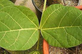 Lithosperma miq.) terhadap mortalitas larva nyamuk anopheles aconitus l. yudhistira hutomo, nim: Obat Herbal Daun Dadap Ayam Salah Satunya Untuk Menyembuhkan Batuk Ringtimes Banyuwangi