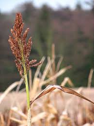 Image result for Sorghum bicolor