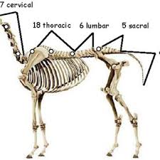 The horse skeleton averages 205 bones. Representation Of A Horse Skeleton With The Locations Of Electrodes For Download Scientific Diagram